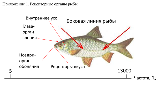 Пол карася как пишется. Органы чувств рыб. Строение ноздрей у рыб.